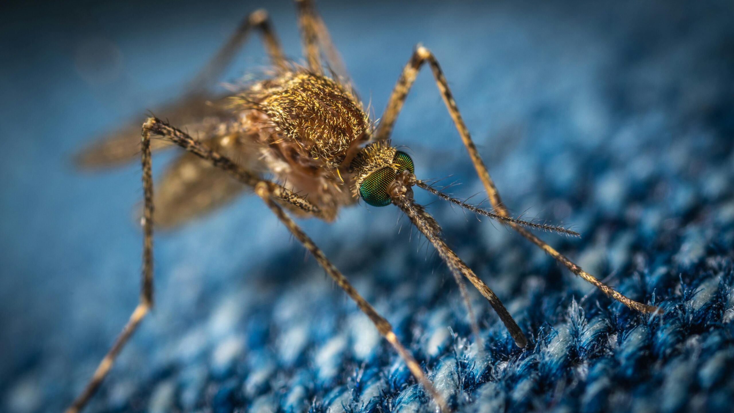 chikungunya
